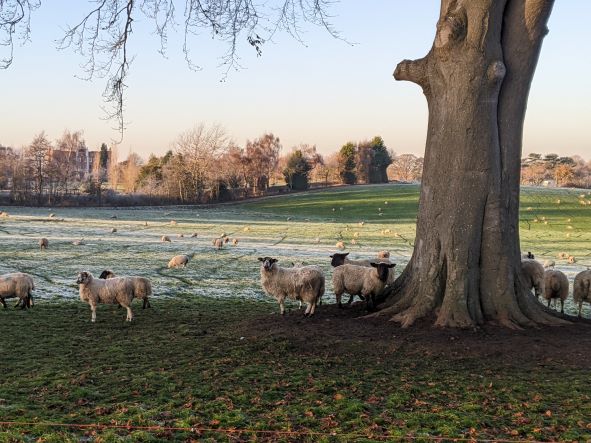 Sheep grazing near the South Cheshire Way, December 2022